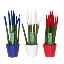 Vrouwentong - Set van 3 - Sansevieria cylindrica - Hoogte 20-40cm - ⌀9cm