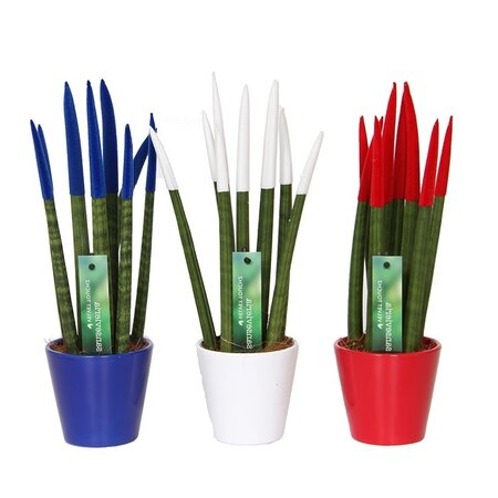 Vrouwentong - Set van 3 - Sansevieria cylindrica - Hoogte 20-40cm - ⌀9cm