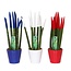 Vrouwentong - Set van 3 - Sansevieria cylindrica - Hoogte 20-40cm - ⌀9cm