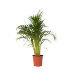 Areca goudpalm - Dypsis lutescens - Hoogte 140-150cm - ⌀27cm