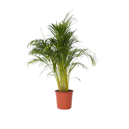Areca goudpalm - Dypsis lutescens - Hoogte 140-150cm - ⌀27cm