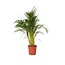 Areca goudpalm - Dypsis lutescens - Hoogte 140-150cm - ⌀27cm