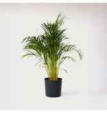 Areca goudpalm - Dypsis lutescens - Hoogte 140-150cm - ⌀27cm