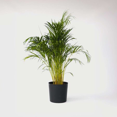 Areca goudpalm - Dypsis lutescens - Hoogte 140-150cm - ⌀27cm