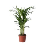 Areca goudpalm - Dypsis lutescens - Hoogte 60-70cm - ⌀17cm