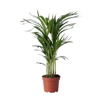 Areca goudpalm - Dypsis lutescens - Hoogte 60-70cm - ⌀17cm