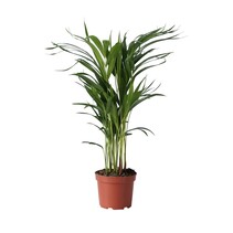 Areca goudpalm - Dypsis lutescens - Hoogte 60-70cm - ⌀17cm