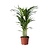 Areca goudpalm - Dypsis lutescens - Hoogte 60-70cm - ⌀17cm