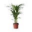 Areca goudpalm - Dypsis lutescens - Hoogte 60-70cm - ⌀17cm