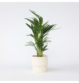 Areca goudpalm - Dypsis lutescens - Hoogte 60-70cm - ⌀17cm
