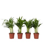 Areca goudpalm - Set van 4 - Dypsis lutescens - Hoogte 30-45cm - ⌀12cm