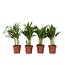 Areca goudpalm - Set van 4 - Dypsis lutescens - Hoogte 30-45cm - ⌀12cm