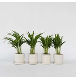 Areca goudpalm - Set van 4 - Dypsis lutescens - Hoogte 30-45cm - ⌀12cm