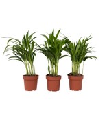 Areca goudpalm - Set van 3 - Dypsis lutescens - Hoogte 30-45cm - ⌀12cm