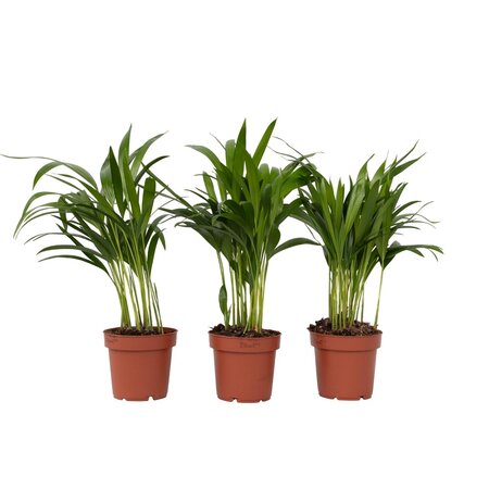 Areca goudpalm - Set van 3 - Dypsis lutescens - Hoogte 30-45cm - ⌀12cm
