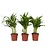 Areca goudpalm - Set van 3 - Dypsis lutescens - Hoogte 30-45cm - ⌀12cm