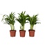 Areca goudpalm - Set van 3 - Dypsis lutescens - Hoogte 30-45cm - ⌀12cm