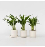 Areca goudpalm - Set van 3 - Dypsis lutescens - Hoogte 30-45cm - ⌀12cm