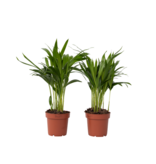 Areca goudpalm - Set van 2 - Dypsis lutescens - Hoogte 30-45cm - ⌀12cm