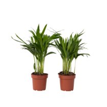 Areca goudpalm - Set van 2 - Dypsis lutescens - Hoogte 30-45cm - ⌀12cm