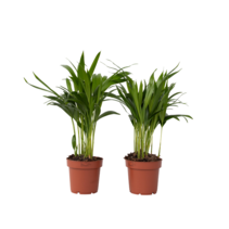 Areca goudpalm - Set van 2 - Dypsis lutescens - Hoogte 30-45cm - ⌀12cm
