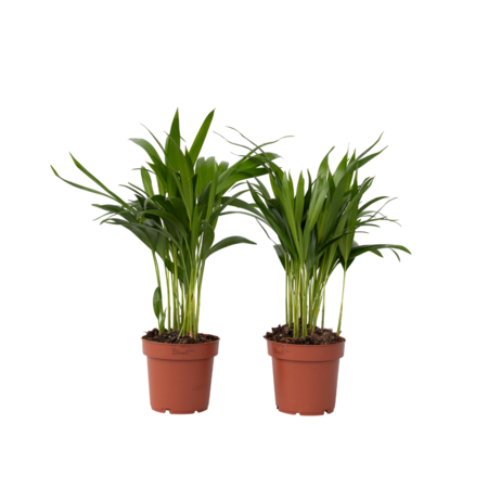 Areca goudpalm - Set van 2 - Dypsis lutescens - Hoogte 30-45cm - ⌀12cm