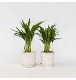 Areca goudpalm - Set van 2 - Dypsis lutescens - Hoogte 30-45cm - ⌀12cm