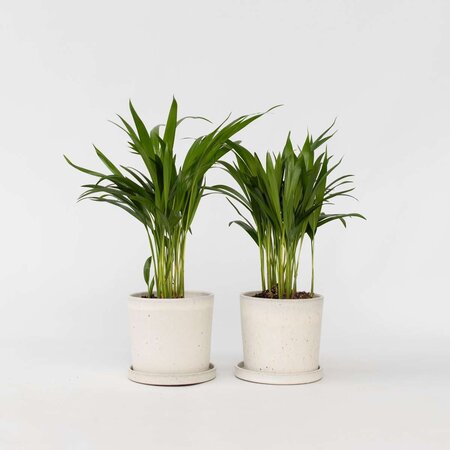 Areca goudpalm - Set van 2 - Dypsis lutescens - Hoogte 30-45cm - ⌀12cm
