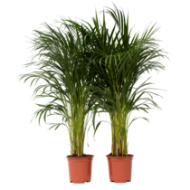 Areca goudpalm - Set van 2 - Dypsis lutescens - Hoogte 100-120cm - ⌀21cm
