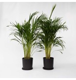Areca goudpalm - Set van 2 - Dypsis lutescens - Hoogte 100-120cm - ⌀21cm