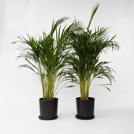 Areca goudpalm - Set van 2 - Dypsis lutescens - Hoogte 100-120cm - ⌀21cm