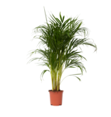 Areca goudpalm - Dypsis lutescens - Hoogte 100-120cm - ⌀21cm