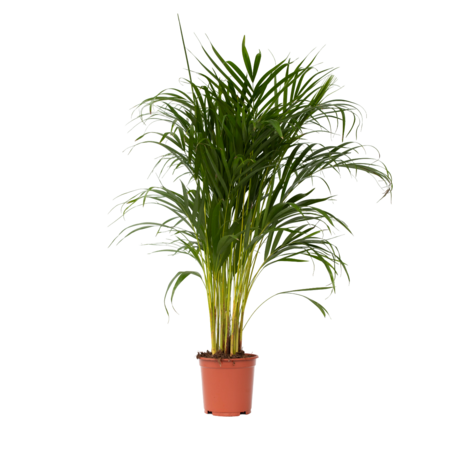 Areca goudpalm - Dypsis lutescens - Hoogte 100-120cm - ⌀21cm