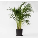 Areca goudpalm - Dypsis lutescens - Hoogte 100-120cm - ⌀21cm