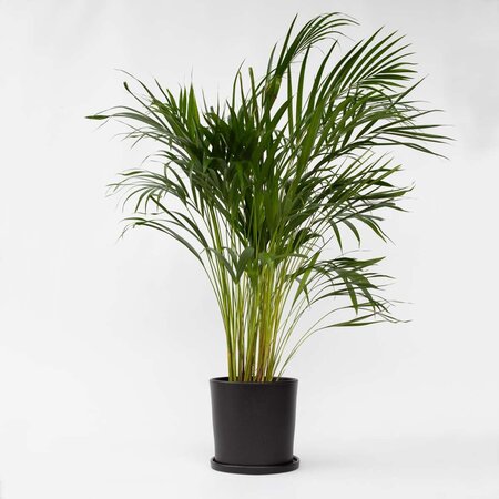 Areca goudpalm - Dypsis lutescens - Hoogte 100-120cm - ⌀21cm