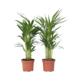 Areca goudpalm - Set van 4 - Dypsis lutescens - Hoogte 60-70cm - ⌀17cm