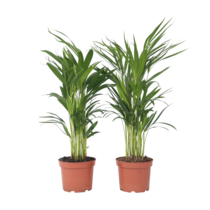 Areca goudpalm - Set van 4 - Dypsis lutescens - Hoogte 60-70cm - ⌀17cm
