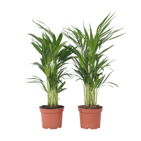 Areca goudpalm - Set van 4 - Dypsis lutescens - Hoogte 60-70cm - ⌀17cm