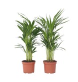 Areca goudpalm - Set van 2 - Dypsis lutescens - Hoogte 60-70cm - ⌀17cm