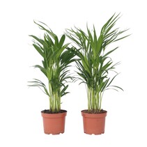 Areca goudpalm - Set van 2 - Dypsis lutescens - Hoogte 60-70cm - ⌀17cm