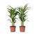 Areca goudpalm - Set van 2 - Dypsis lutescens - Hoogte 60-70cm - ⌀17cm