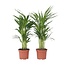 Areca goudpalm - Set van 2 - Dypsis lutescens - Hoogte 60-70cm - ⌀17cm