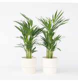 Areca goudpalm - Set van 2 - Dypsis lutescens - Hoogte 60-70cm - ⌀17cm