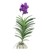 Paarse Orchidee - Vanda 'Velvet Blackberry' - Hoogte 80-90cm