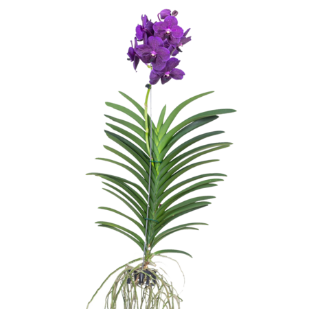 Paarse Orchidee - Vanda 'Velvet Blackberry' - Hoogte 80-90cm
