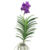Paarse Orchidee - Vanda 'Velvet Blackberry' - Hoogte 80-90cm