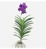 Paarse Orchidee - Vanda 'Velvet Blackberry' - Hoogte 80-90cm