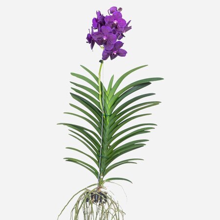 Paarse Orchidee - Vanda 'Velvet Blackberry' - Hoogte 80-90cm