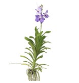 Blauwe orchidee - Vanda 'New Blue' - Hoogte 55-65cm