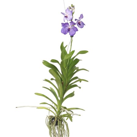 Blauwe orchidee - Vanda 'New Blue' - Hoogte 55-65cm